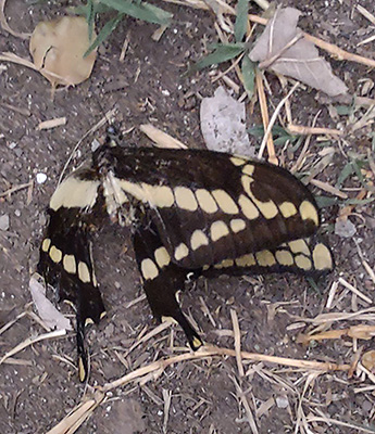 (Papilio thoas)