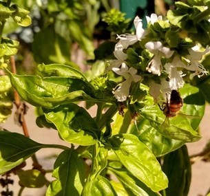 Alegoría de una abeja…